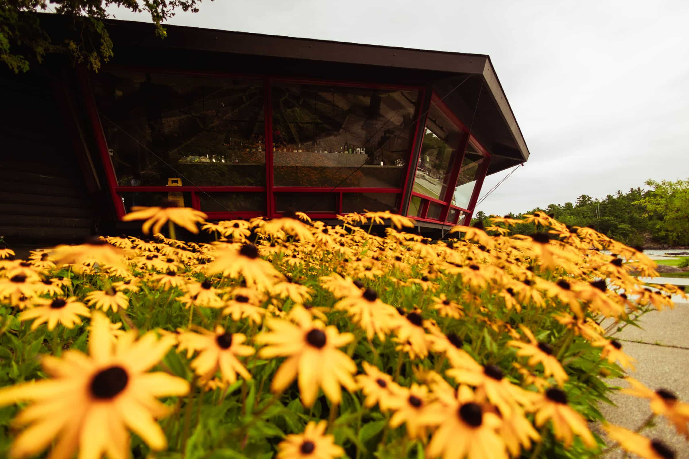 Lounge windows behind black-eyed susans